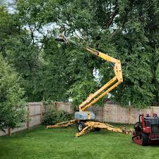 Trusted Paulding, OH Tree Services Experts