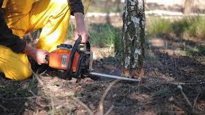 How Our Tree Care Process Works  in  Paulding, OH