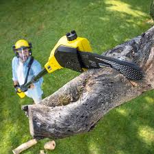 Tree and Shrub Care in Paulding, OH