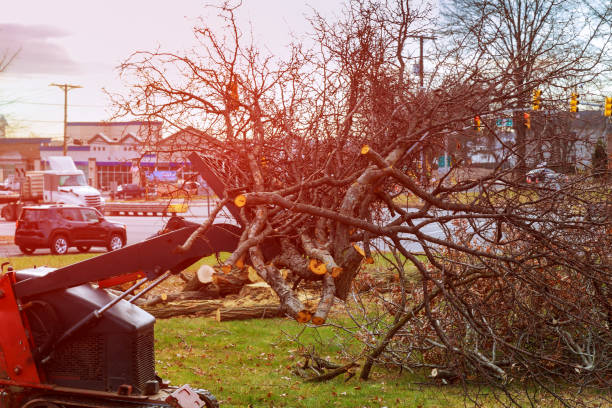 Best Seasonal Cleanup (Spring/Fall)  in Paulding, OH