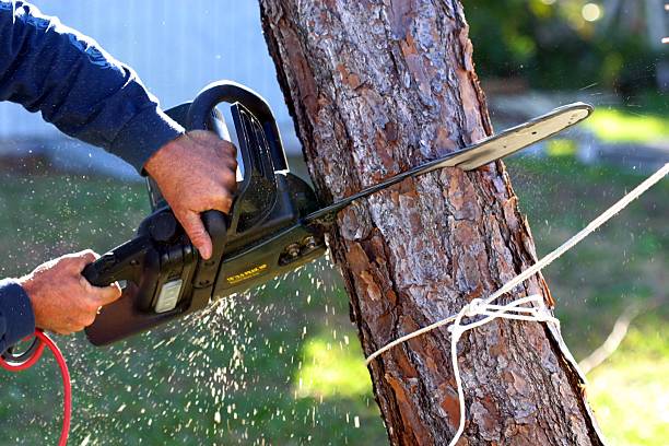 Best Tree Disease Treatment  in Paulding, OH