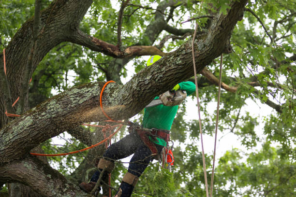 Best Leaf Removal  in Paulding, OH