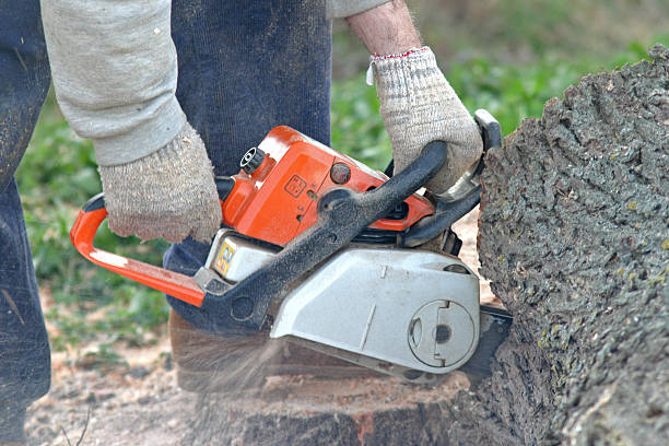 Best Tree Risk Assessment  in Paulding, OH