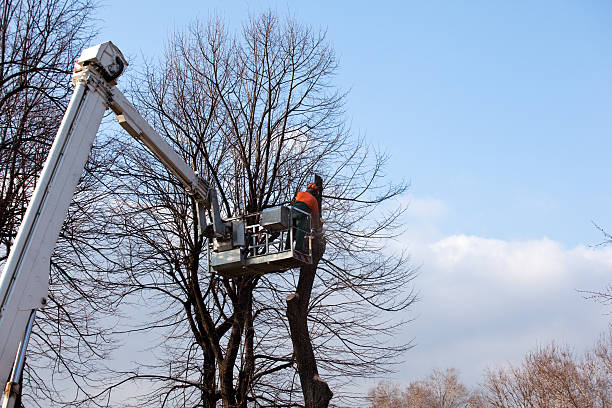 Best Storm Damage Tree Cleanup  in Paulding, OH